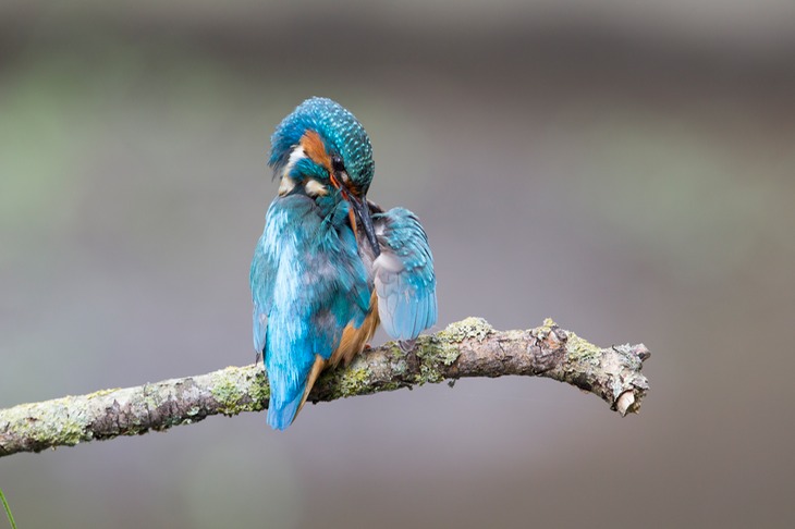 kingfisher