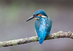 kingfisher
