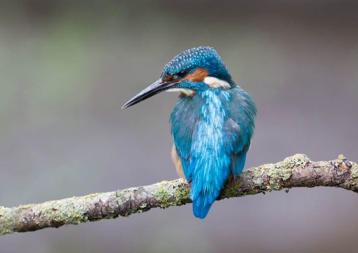 kingfisher