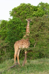 giraffe