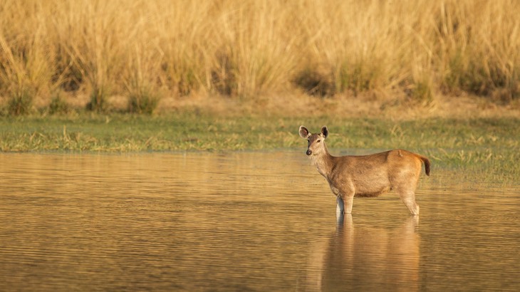 sambar