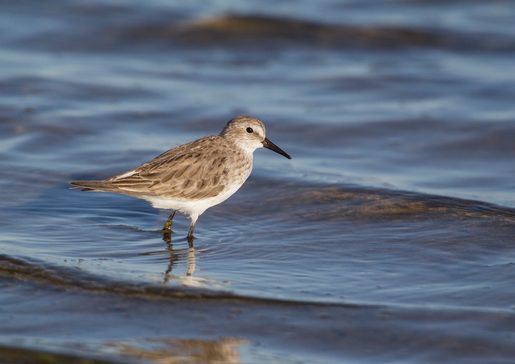 white rumped sandpiper