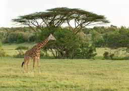 giraffe