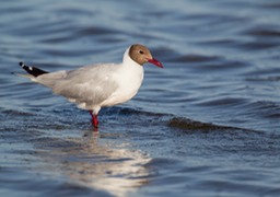 brown hooded gull