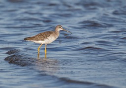 greater yellowlegs