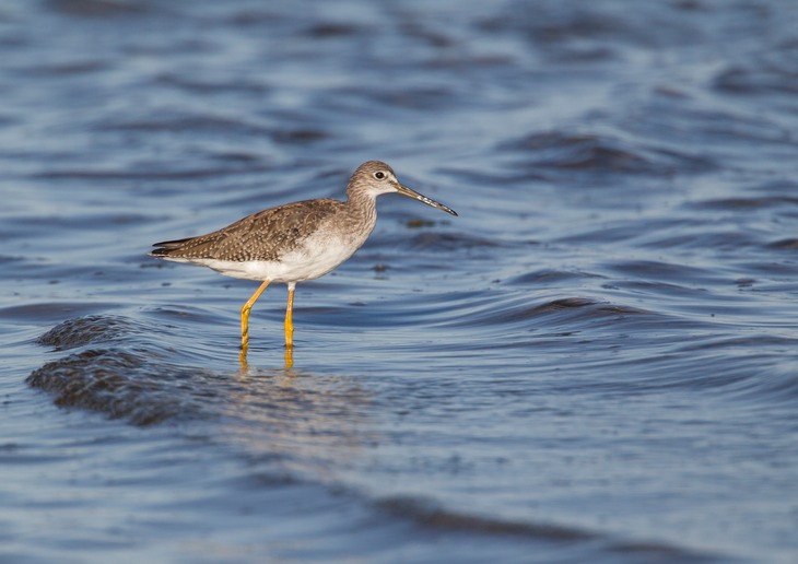 greater yellowlegs