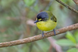 yellow lored tody flycatcher