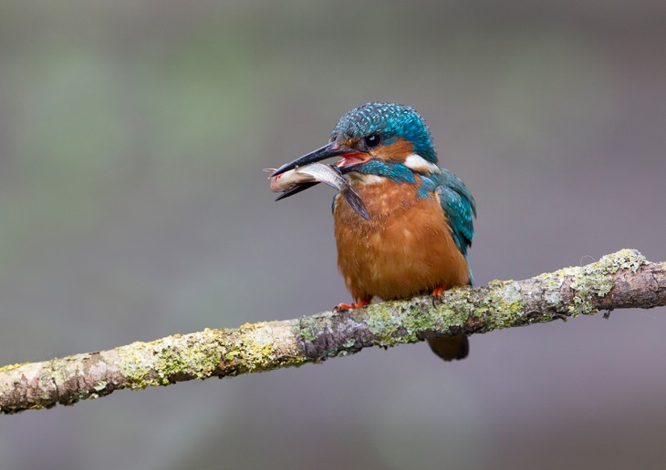 kingfisher