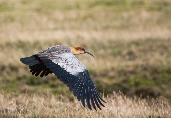 black faced ibis