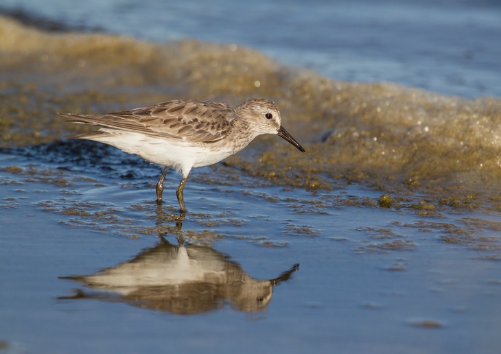 white rumped sandpiper