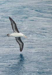 black browed albatross