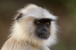 hanuman langur