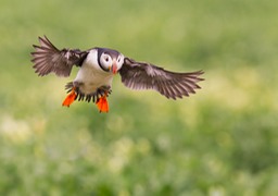 puffin