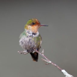 frilled coquette