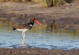 american oystercatcher