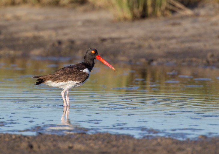 american oystercatcher