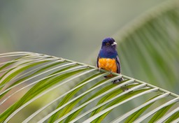 white tailed trogon