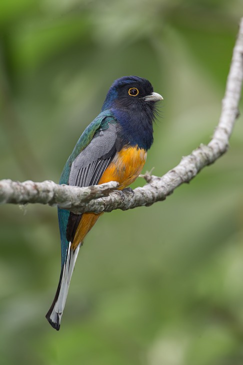 white tailed trogon