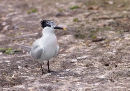 sandwich tern