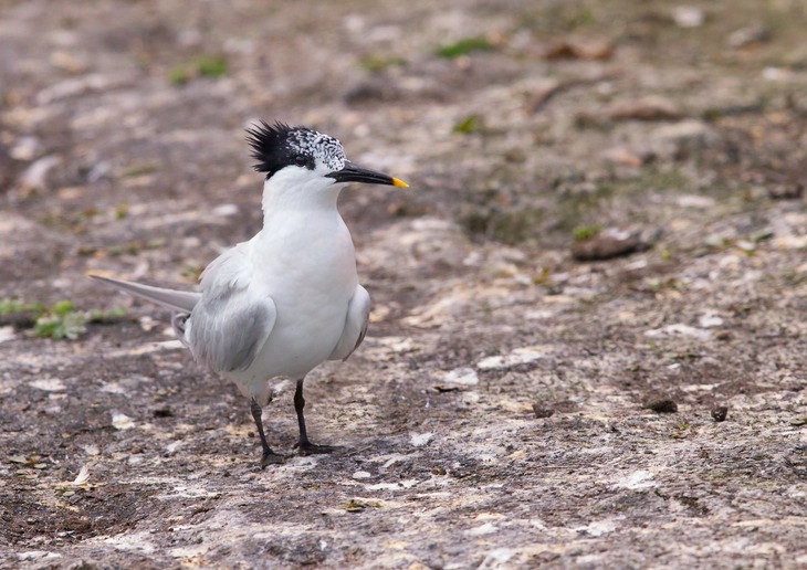 sandwich tern