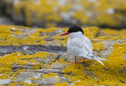 arctic tern