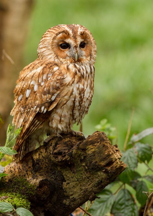 tawny owl