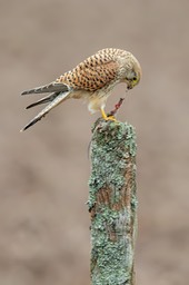 kestrel