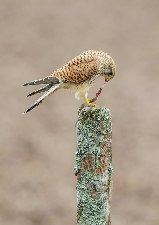 kestrel