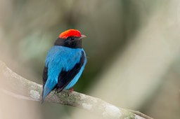 swallow tailed manakin