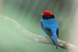 swallow tailed manakin