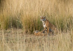 bengal tiger