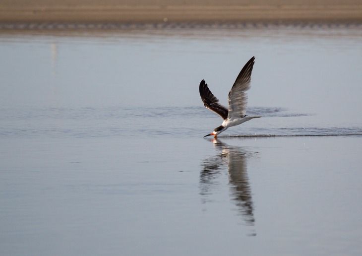 black skimmer