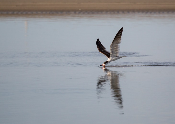 black skimmer