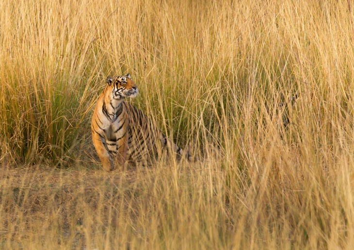 bengal tiger