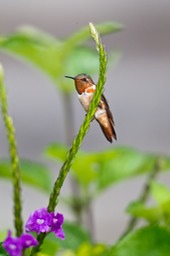 scintillant hummingbird