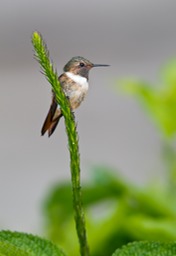 scintillant hummingbird