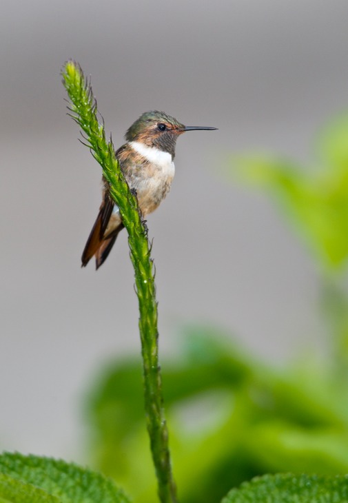 scintillant hummingbird