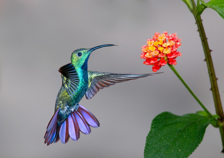 green breasted mango