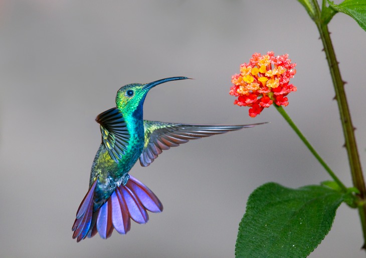 green breasted mango