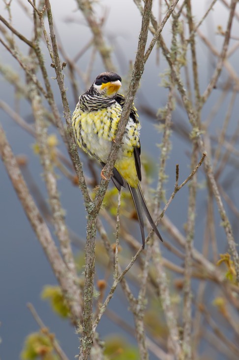 swallow tailed cotinga