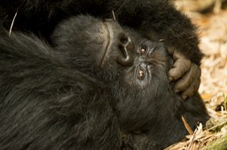 mountain gorilla