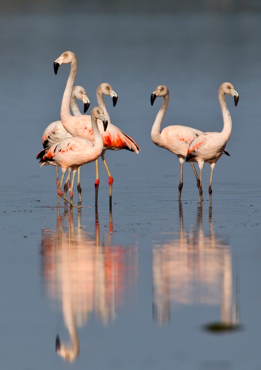 chilean flamingo