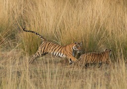 bengal tiger