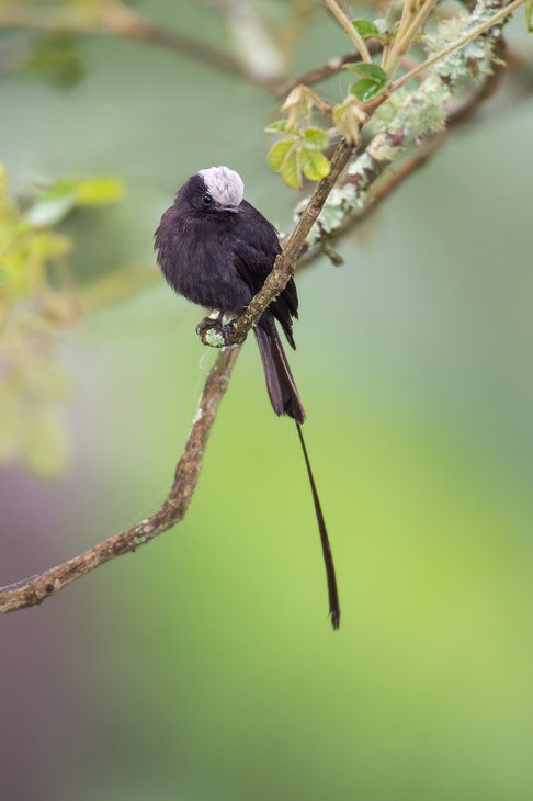 long tailed tyrant