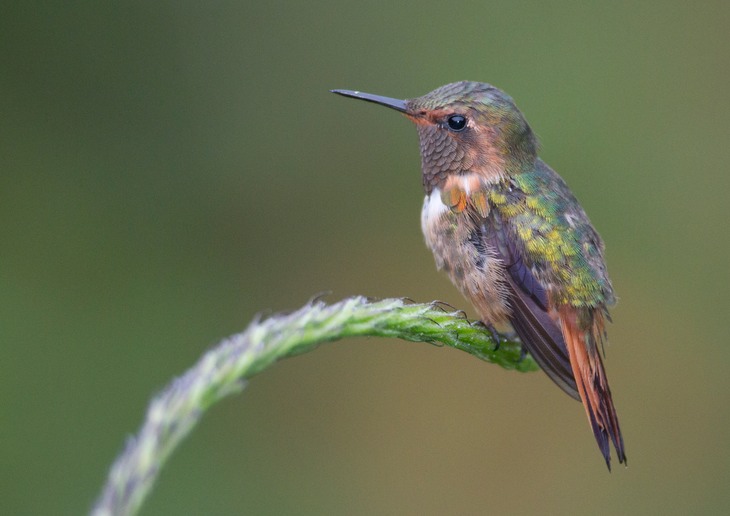 scintillant hummingbird