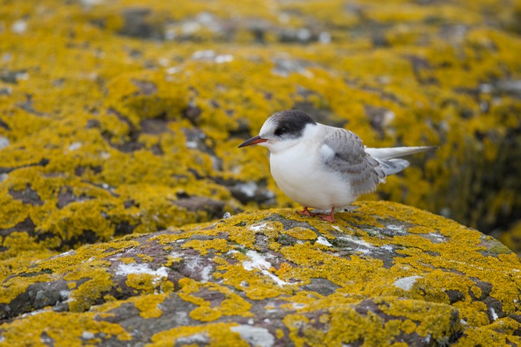 arctic tern