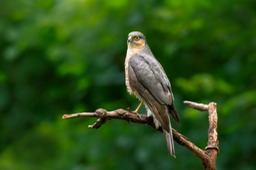 sparrowhawk