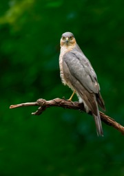 sparrowhawk