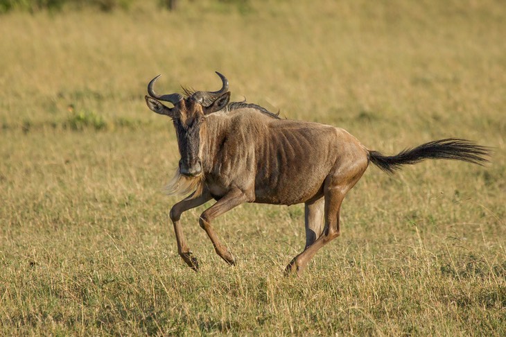 wildebeest