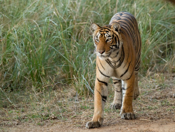 bengal tiger